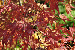 Acer palmatum 'Peaches and Cream' — photo 4